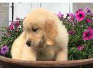 Golden Retriever Puppy for sale in Huntingdon, PA, USA