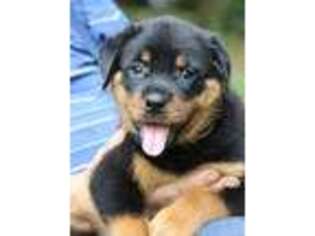 Rottweiler Puppy for sale in Newberry, FL, USA