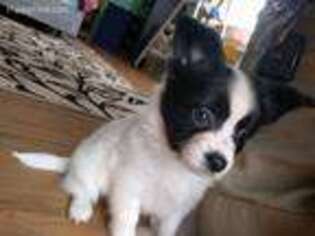 Papillon Puppy for sale in Murray, KY, USA