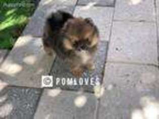 Pomeranian Puppy for sale in Pompano Beach, FL, USA