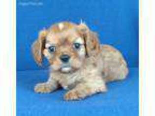 Cavalier King Charles Spaniel Puppy for sale in Kit Carson, CO, USA