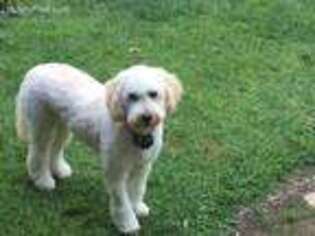 Goldendoodle Puppy for sale in Sanbornton, NH, USA
