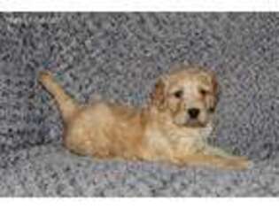 Goldendoodle Puppy for sale in Fresno, OH, USA