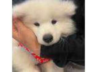 Medium Photo #1 Samoyed Puppy For Sale in Glenview, IL, USA