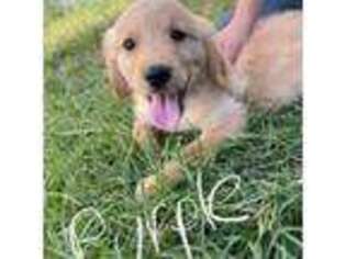 Golden Retriever Puppy for sale in Whitney, TX, USA