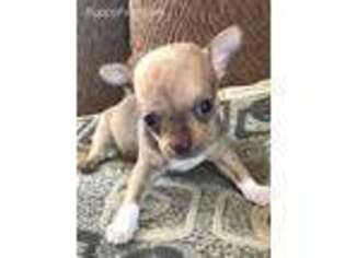 Chihuahua Puppy for sale in Lafayette, LA, USA