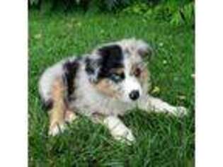 Australian Shepherd Puppy for sale in Clarion, PA, USA