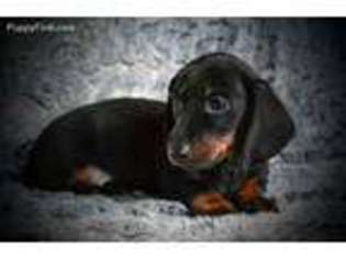 Dachshund Puppy for sale in Maple Lake, MN, USA