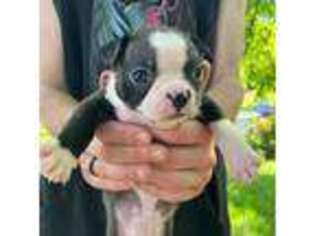 Boston Terrier Puppy for sale in Mount Crawford, VA, USA