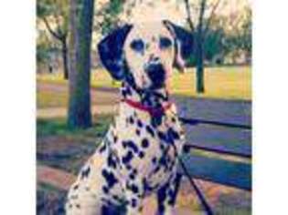 Dalmatian Puppy for sale in Owatonna, MN, USA