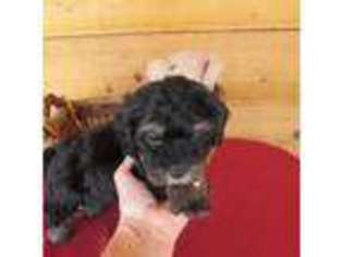 Shorkie Tzu Puppy for sale in Concordia, KS, USA