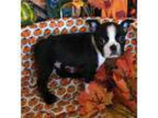 Boston Terrier Puppy for sale in Middletown, MD, USA