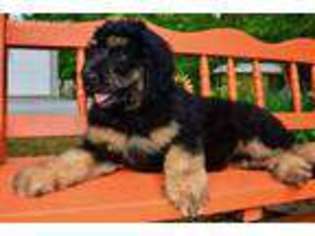 Mutt Puppy for sale in Conway, AR, USA