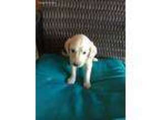 Goldendoodle Puppy for sale in Austin, TX, USA