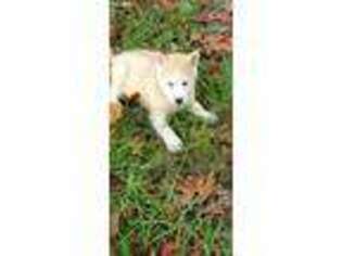 Siberian Husky Puppy for sale in Fort White, FL, USA