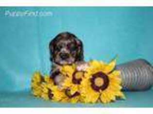 Cocker Spaniel Puppy for sale in West Lafayette, OH, USA