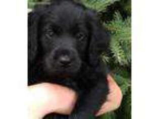 Labradoodle Puppy for sale in Ellsworth, WI, USA