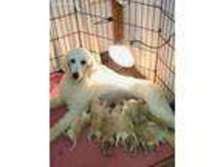 Goldendoodle Puppy for sale in Sycamore, GA, USA