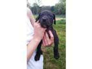 Great Dane Puppy for sale in Bastrop, TX, USA