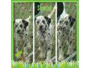 Dalmatian Puppy for sale in Jamestown, NY, USA
