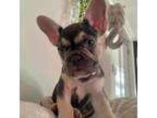French Bulldog Puppy for sale in Clay Springs, AZ, USA