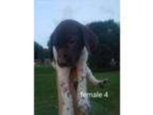 German Shorthaired Pointer Puppy for sale in Luverne, MN, USA