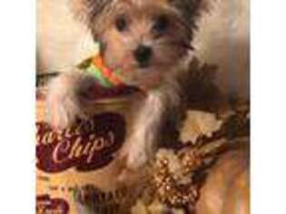 Yorkshire Terrier Puppy for sale in Tahlequah, OK, USA