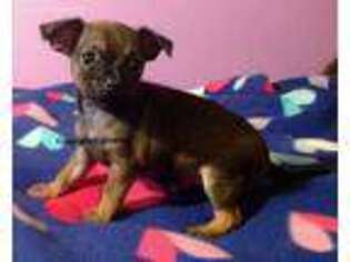 Chihuahua Puppy for sale in Palestine, TX, USA
