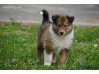Collie Puppy for sale in Hartselle, AL, USA