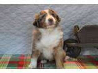 Miniature Australian Shepherd Puppy for sale in Weymouth, MA, USA