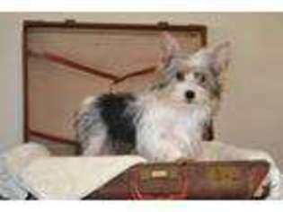 Yorkshire Terrier Puppy for sale in PERU, IN, USA