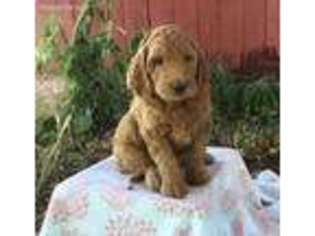 Goldendoodle Puppy for sale in Delta, PA, USA