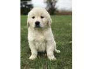 Mutt Puppy for sale in Greenville, OH, USA