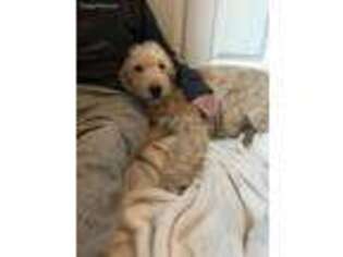 Goldendoodle Puppy for sale in Fremont, CA, USA