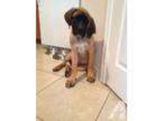 Mastiff Puppy for sale in ROUND ROCK, TX, USA