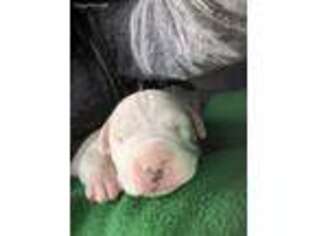 Dogo Argentino Puppy for sale in Ponchatoula, LA, USA