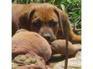 Rhodesian Ridgeback Puppy for sale in Oskaloosa, KS, USA