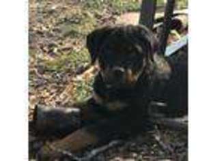 Rottweiler Puppy for sale in Raymondville, MO, USA