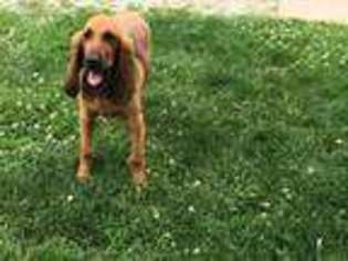 Bloodhound Puppy for sale in Macy, IN, USA