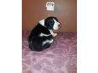 Border Collie Puppy for sale in Myakka City, FL, USA