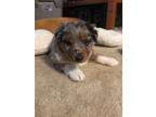 Australian Shepherd Puppy for sale in Bacliff, TX, USA