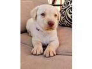 Labrador Retriever Puppy for sale in Seneca, SC, USA