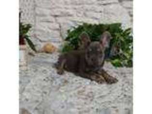 French Bulldog Puppy for sale in Greensburg, IN, USA