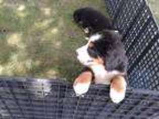 Bernese Mountain Dog Puppy for sale in Detroit, MI, USA