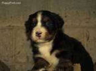 Bernese Mountain Dog Puppy for sale in Richfield, PA, USA
