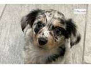 Chiweenie Puppy for sale in San Antonio, TX, USA