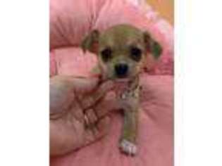 Chihuahua Puppy for sale in Goffstown, NH, USA