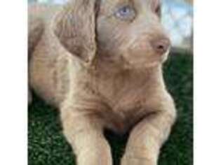 Weimaraner Puppy for sale in Blanchardville, WI, USA