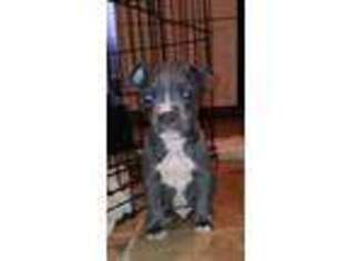 American Staffordshire Terrier Puppy for sale in Springfield, OH, USA