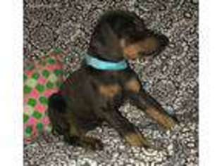 Doberman Pinscher Puppy for sale in Madera, CA, USA